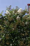 Crapemyrtle